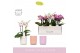 Phalaenopsis multiflora mix Boquetto Pinko Mix 3-5 spike in Molise Mix 