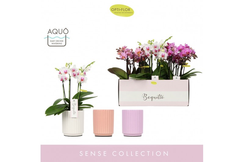 Phalaenopsis multiflora mix Boquetto Pinko Mix 3-5 spike in Molise Mix 