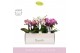 Phalaenopsis multiflora mix Boquetto Pinko Mix 3-5 spike in Molise Mix 