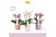 Phalaenopsis multiflora mix Boquetto Pinko Mix 3-5 spike in Molise Mix 