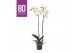 Phalaenopsis wit BO - King White - 90cm - 2 tak, 13+ bloem 