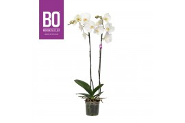 Phalaenopsis wit BO - King White - 90cm - 2 tak, 13+ bloem