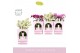 Phalaenopsis multiflora mix Bellissimo Mix in Molise White Aquo Giftbo 