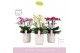Phalaenopsis multiflora mix Bellissimo Mix in Molise White Aquo Giftbo 