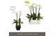 Phalaenopsis wit Fortuno Largo - 4 tak, 24+ bloem - Abruzzo Black Aquo 