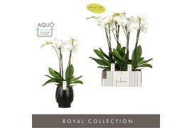 Phalaenopsis wit Fortuno Largo - 4 tak, 24+ bloem - Abruzzo Black Aquo