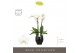 Phalaenopsis wit Fortuno Largo - 4 tak, 24+ bloem - Abruzzo Black Aquo 