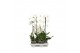 Phalaenopsis wit Cascade P15 A2 1 spike 8 bl. 1 tak/plnt 2000 gram 