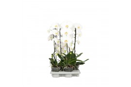 Phalaenopsis wit Cascade P15 A2 1 spike 8 bl. 1 tak/plnt 2000 gram