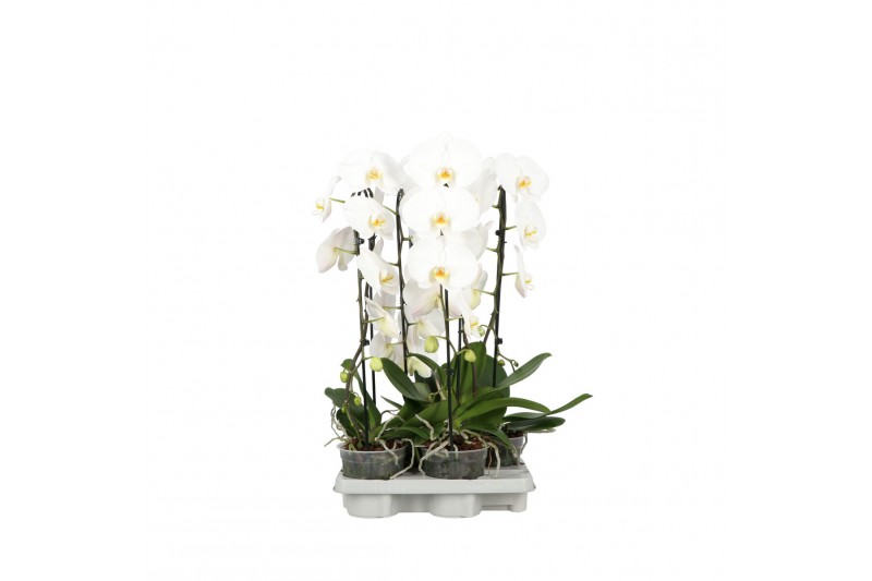 Phalaenopsis wit Cascade P15 A2 1 spike 8 bl. 1 tak/plnt 2000 gram Phalaenopsis wit Cascade P15 A2 1 spike 8 bl. 1 tak/plnt 2000 gram