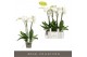 Phalaenopsis wit Fortuno Largo - 4 tak, 24+ bloem 