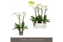 Phalaenopsis wit Fortuno Largo - 4 tak, 24+ bloem