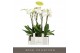 Phalaenopsis wit Fortuno Largo - 4 tak, 24+ bloem 
