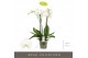 Phalaenopsis wit Fortuno Largo - 4 tak, 24+ bloem 