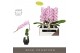 Phalaenopsis paars Formidablo - Iguaza Falls - 1 tak, 12+ bloem - Abru 