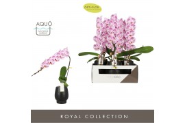 Phalaenopsis paars Formidablo - Iguaza Falls - 1 tak, 12+ bloem - Abru