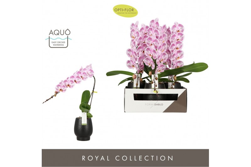 Phalaenopsis paars Formidablo - Iguaza Falls - 1 tak, 12+ bloem - Abru 