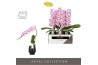 Phalaenopsis paars Formidablo - Iguaza Falls - 1 tak, 12+ bloem - Abru