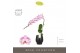 Phalaenopsis paars Formidablo - Iguaza Falls - 1 tak, 12+ bloem - Abru 