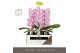Phalaenopsis paars Formidablo - Iguaza Falls - 1 tak, 12+ bloem - Abru 