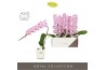 Phalaenopsis paars Formidablo - Iguaza Falls - 1 tak, 12+ bloem - Moli