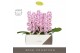 Phalaenopsis paars Formidablo - Iguaza Falls - 1 tak, 12+ bloem - Moli 
