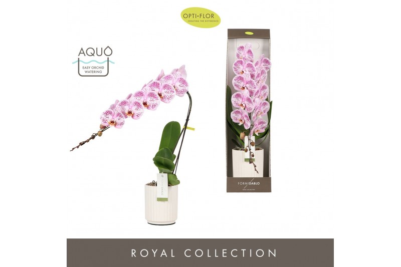 Phalaenopsis paars Formidablo - Iguaza Falls - 1 tak, 12+ bloem - Moli 