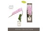 Phalaenopsis paars Formidablo - Iguaza Falls - 1 tak, 12+ bloem - Moli