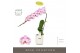 Phalaenopsis paars Formidablo - Iguaza Falls - 1 tak, 12+ bloem - Moli 