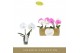 Phalaenopsis mix Singolo & Co - Mix - 2 bloem 