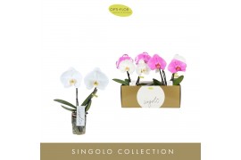 Phalaenopsis mix Singolo & Co - Mix - 2 bloem