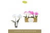 Phalaenopsis mix Singolo & Co - Mix - 2 bloem