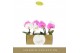Phalaenopsis mix Singolo & Co - Mix - 2 bloem 