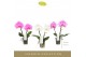 Phalaenopsis mix Singolo & Co - Mix - 2 bloem 