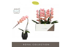 Phalaenopsis oranje Formidablo - Cameron Falls - 1 tak, 12+ bloem - Ab
