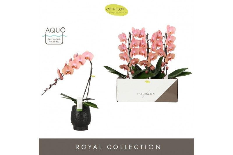 Phalaenopsis oranje Formidablo - Cameron Falls - 1 tak, 12+ bloem - Ab 