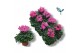 Cyclamen pers. super serie compact licht roze 