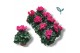 Cyclamen pers. super serie compact roze 
