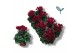 Cyclamen pers. super serie compact wine rood 