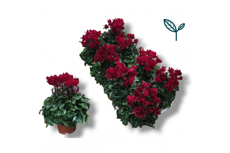 Cyclamen pers. super serie compact wine rood 