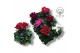 Cyclamen pers. kleinbloemig garden mix 