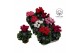 Cyclamen pers. kleinbloemig garden mix 
