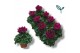 Cyclamen pers. super serie compact paars 