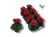 Cyclamen pers. super serie compact rood 