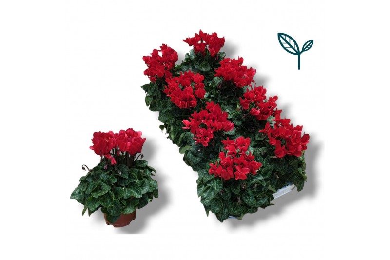Cyclamen pers. super serie compact rood 