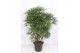 Rhapis Humilis 