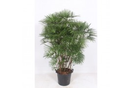 Rhapis Humilis