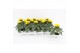 Helianthus annuus sunsation stadium 3 