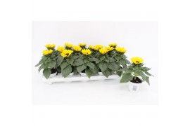 Helianthus annuus sunsation stadium 3