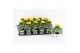 Helianthus annuus sunsation stadium 3 